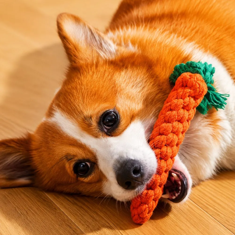 Dog chewing the carrot variant of the Animal Shaped Dog Rope Toy during interactive play.