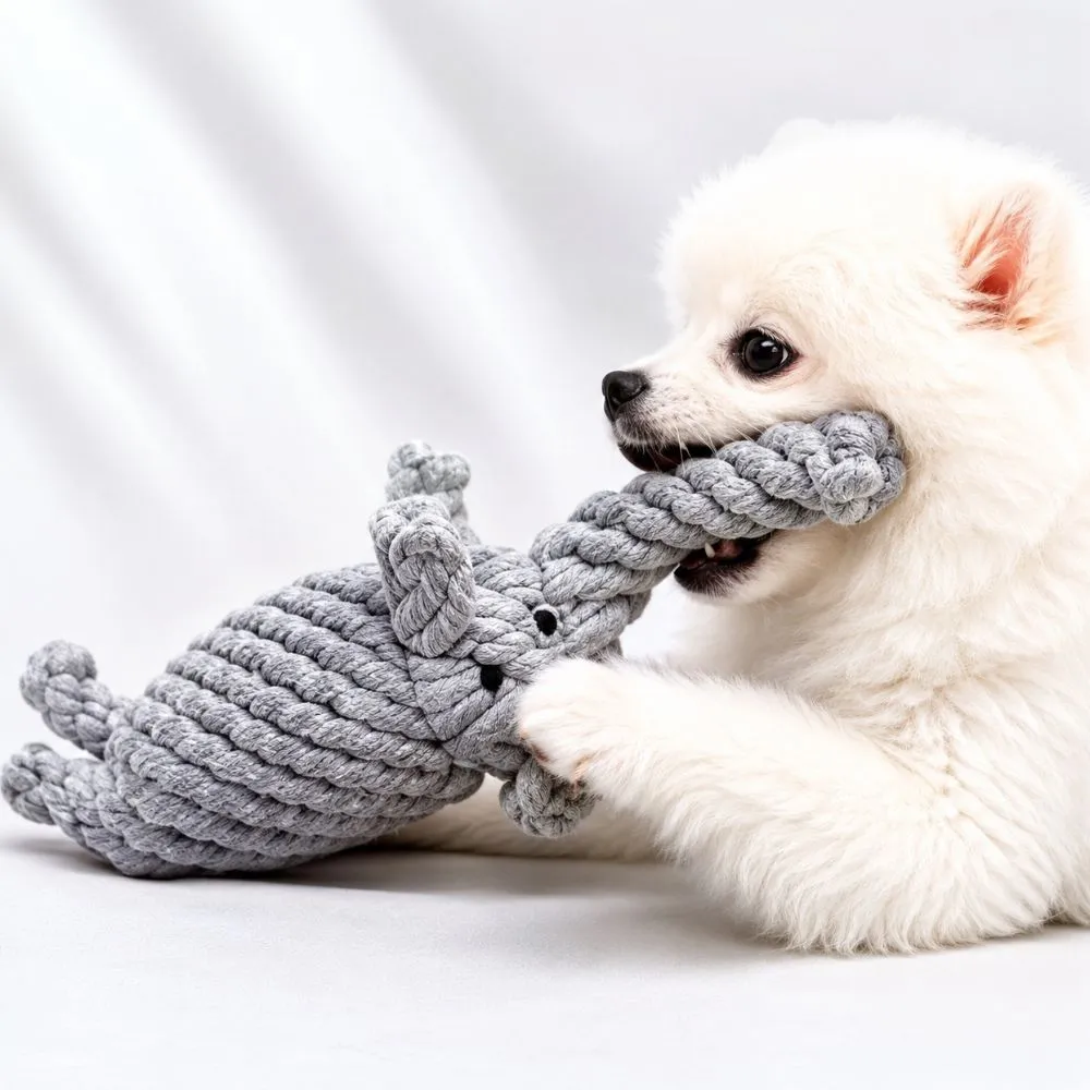 Small white dog chewing a gray animal shaped elephant cotton rope dog toy during interactive play.