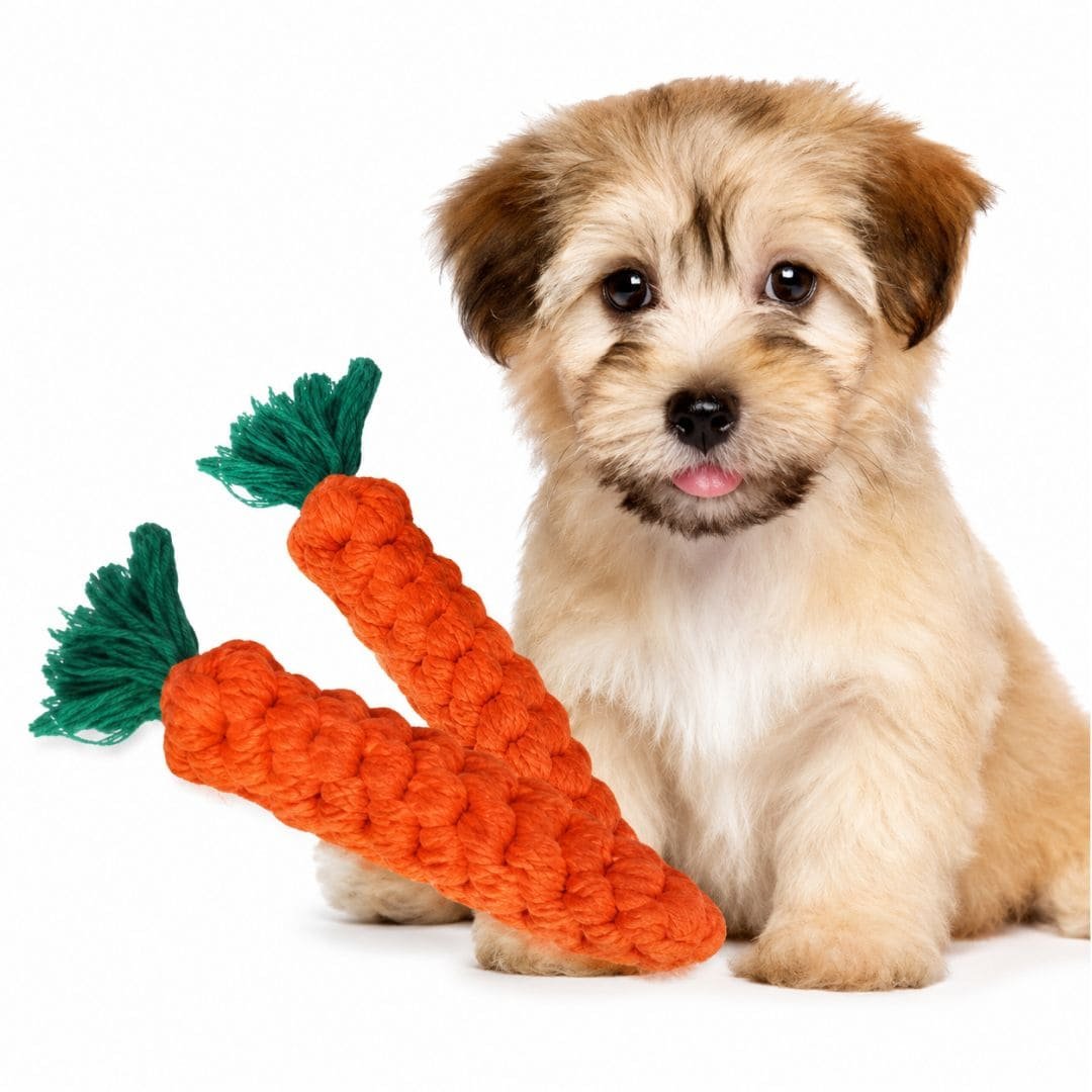 Fluffy puppy sitting next to cotton rope carrot chew toys