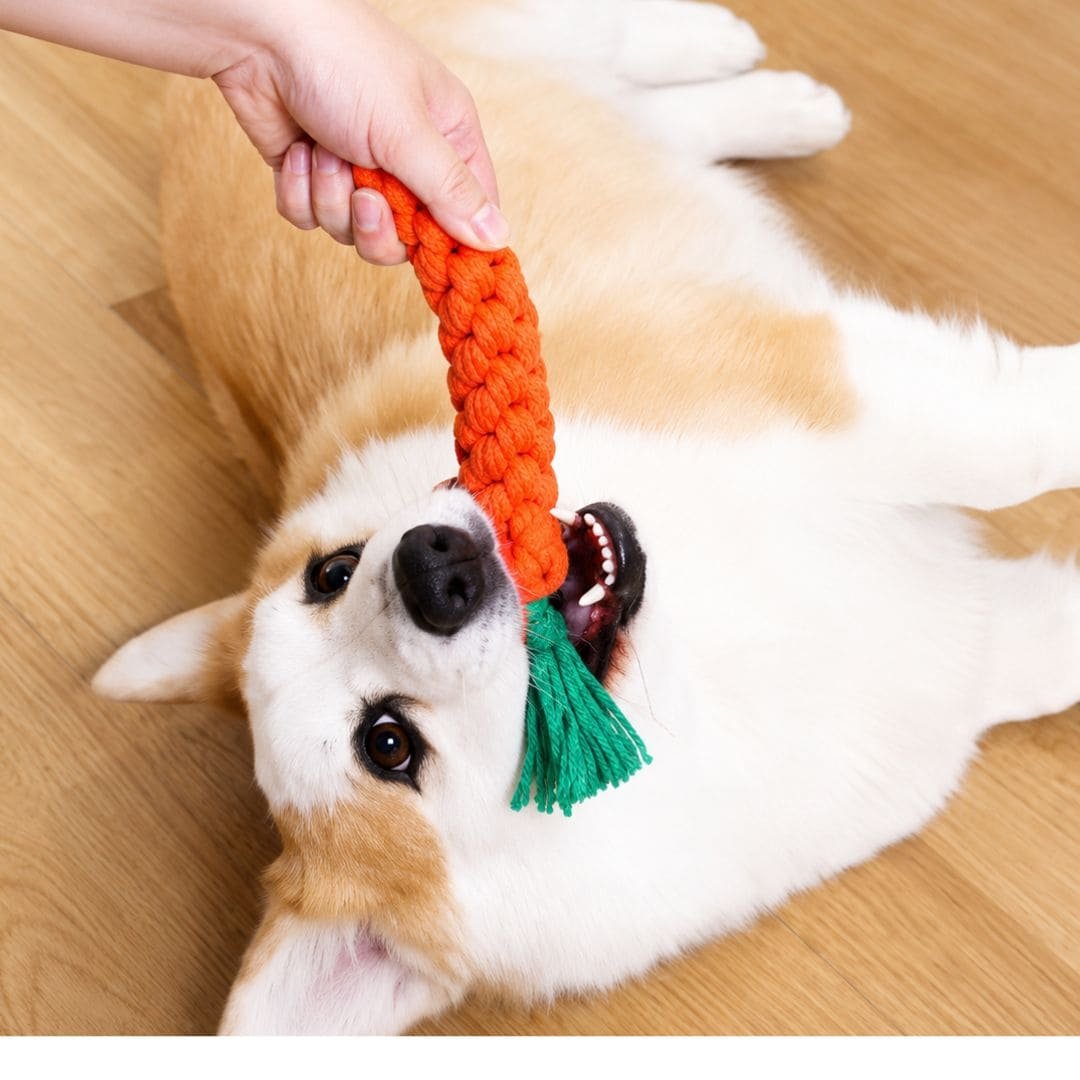 Dog playing tug with a carrot-shaped cotton rope toy.