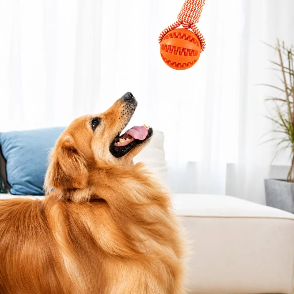 Golden Retriever reaching for an orange rope toy with rubber dental ball