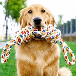 Golden retriever holding a multi-color loop handle dog rope toy outdoors on grass