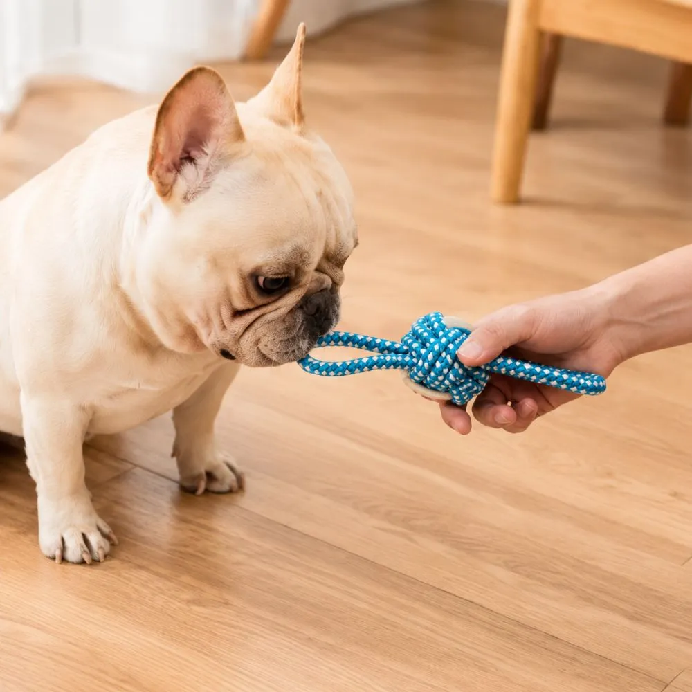 French Bulldog playing tug-of-war with a durable cotton rope dog toy during interactive indoor play.