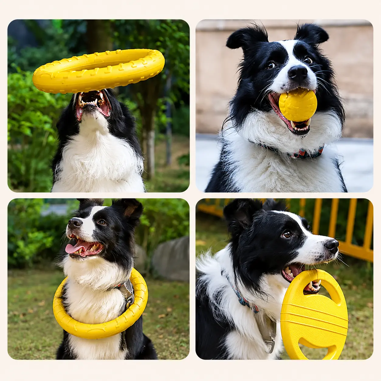 Dog playing with an EVA foam dog toy set, including a pull ring, ball, and flying disc, during outdoor play