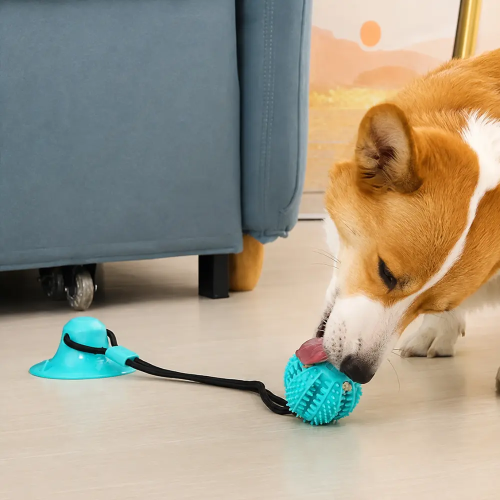 Corgi chewing a teal treat-dispensing ball attached to a suction cup toy