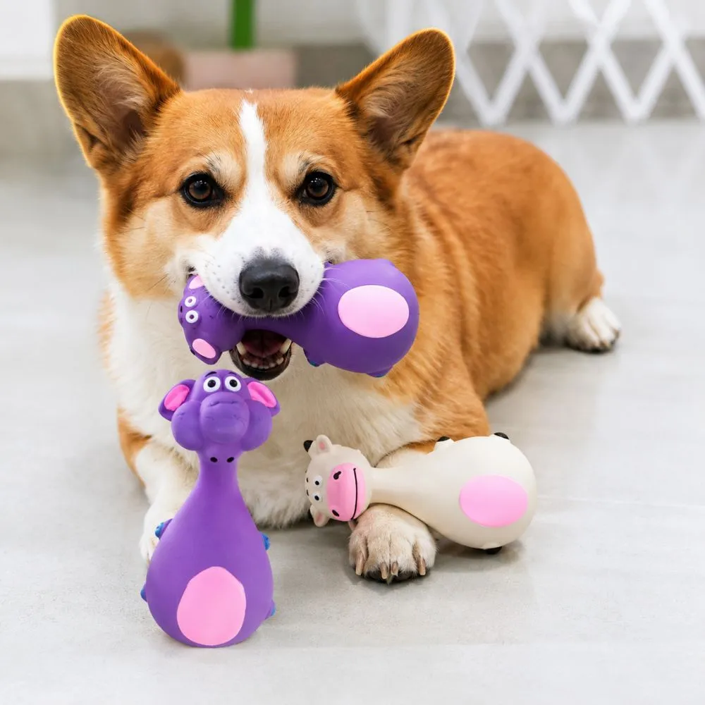 Corgi playing with a purple elephant interactive squeaky dog toy