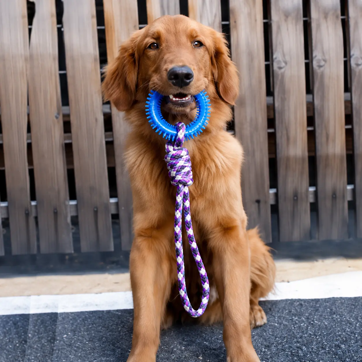 Golden retriever playing with a spiked dog toy ring with rope