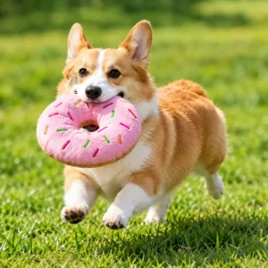Corgi dog carrying a donut dog toy outdoors in the grass